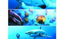 Oceans Bangla Subtitle