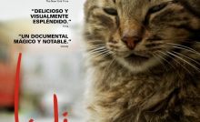 Kedi Bangla Subtitle